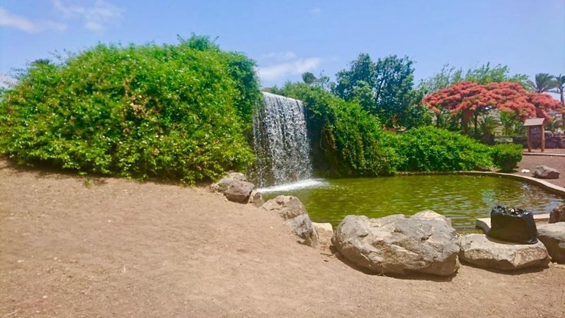 Telde culmina las tareas de mantenimiento de las cascadas de agua en el parque de las Mil Palmeras