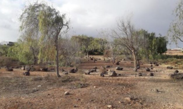 Contigo Fuerteventura denuncia el abandono de las zonas verdes del Municipio de Puerto del Rosario