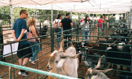 <strong>La Feria Ganadera regresa a La Laguna para reivindicar la defensa y protección del sector agropecuario</strong>