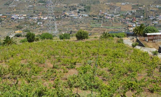  Telde impulsa un taller de agricultura ecológica