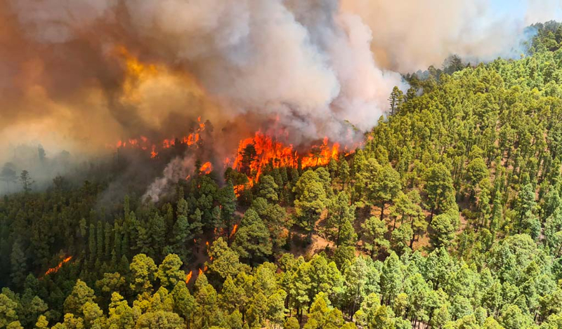 El incendio forestal en Los Realejos (Tenerife) avanza rápidamente y sin control