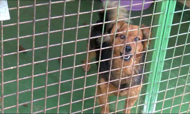 Las Palmas   adjudica el servicio de atención clínica veterinaria para animales abandonados y extraviados