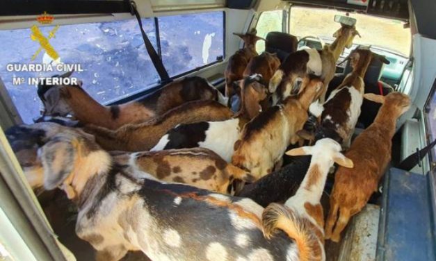 Robo de cabras en Agüimes: se llevan más de 40 entre machorras y corderos