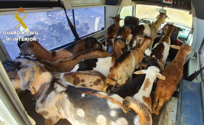 Robo de cabras en Agüimes: se llevan más de 40 entre machorras y corderos