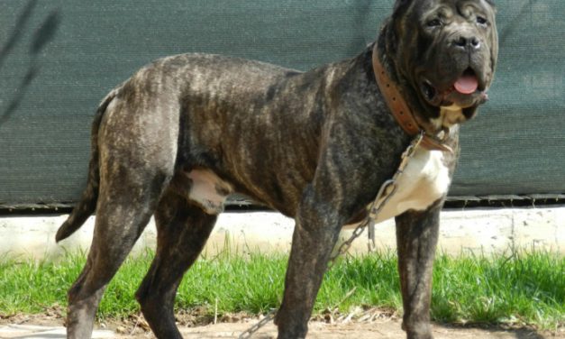 Valsequillo acoge este domingo el Concurso Monográfico de Presa Canario 