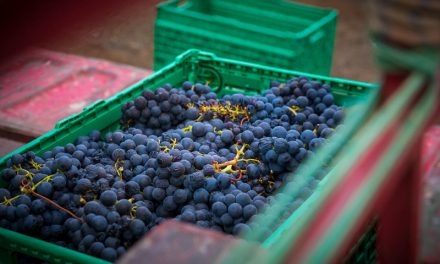 Gran Canaria termina su vendimia en octubre tras cuatro meses de recogida de uva