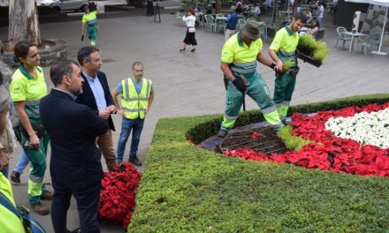 Santa Cruz adornará los cinco distritos con casi 41.000 flores de pascua por Navidad
