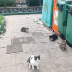 Las Palmas de Gran Canaria refuerza el bienestar animal con 380 esterilizaciones felinas y 33 adopciones en el primer trimestre de 2026