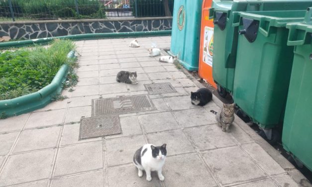 Las Palmas de Gran Canaria refuerza el bienestar animal con 380 esterilizaciones felinas y 33 adopciones en el primer trimestre de 2026