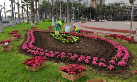 Las Palmas planta 26.610 flores de Pascua para decorar las calles de los cinco distritos del municipio