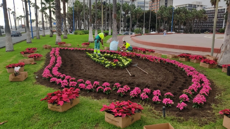 Las Palmas planta 26.610 flores de Pascua para decorar las calles de los cinco distritos del municipio