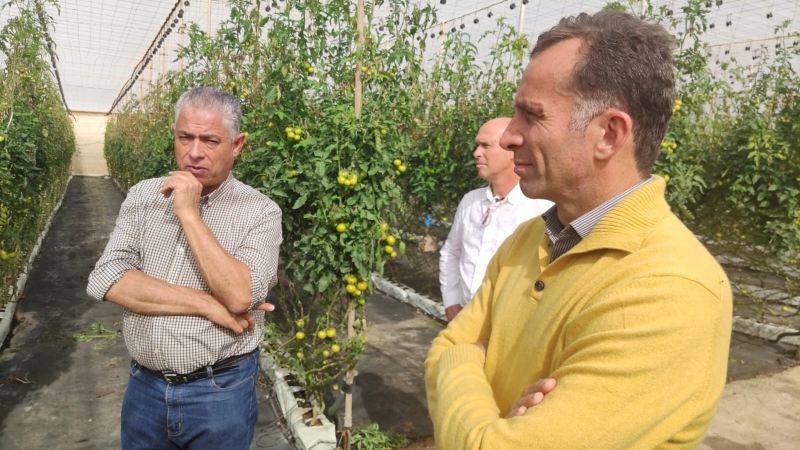 Tomás Pérez arranca el compromiso económico a  la consejería de Agricultura para ayudar a los productores del sector tomatero afectado por el hongo mildiu