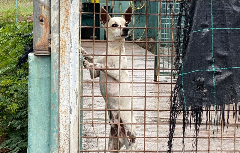Ciuca denuncia maltrato en el depósito de animales de Telde