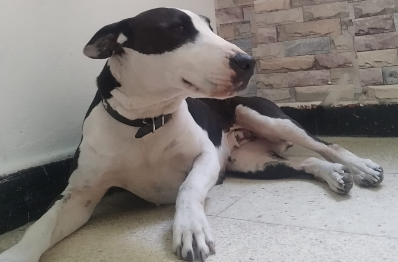 El ayuntamiento de Las Palmas de Gran Canaria deja a los los animales abandonados en la calle