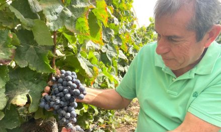 Técnicos vitivinícolas analizan la maduración de la uva para poner fecha a la vendimia en Agüimes