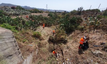 La Laguna retira más de 112 toneladas de residuos vegetales de los barrancos del municipio 