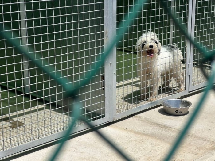 Carlos Carreño de Unidos por GC asegura que el Ayuntamiento de Telde miente en cuanto a la empresa Canary Dog