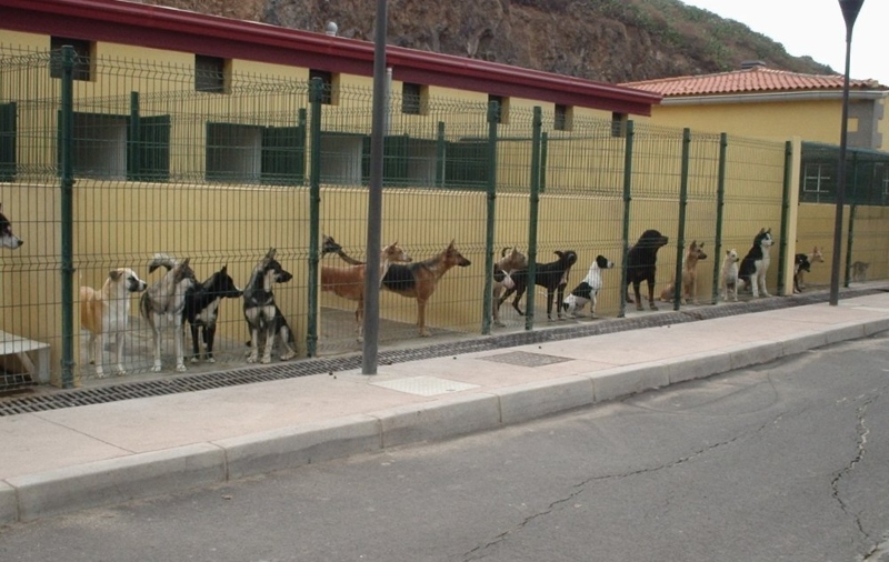 Bienestar Animal pide una reunión urgente al Cabildo para que se implique con Valle Colino