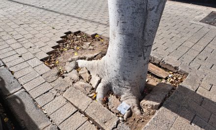 Las raíces de los árboles destrozan la Avenida Inspectora Farmacéutica Mª del Pino C. Suárez en Telde