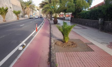 Las Palmas replantará casi un centenar de árboles y palmeras en los viales de la ciudad