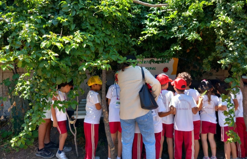 Las Palmas retoma el proyecto Huertos Escolares que acerca la agricultura a la infancia
