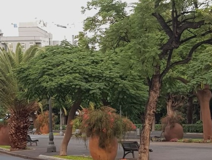Santa Cruz intervendrá en 50 de árboles localizados en distintos puntos de la ciudad