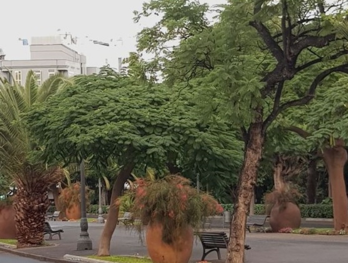 Santa Cruz intervendrá en 50 de árboles localizados en distintos puntos de la ciudad