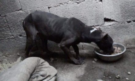 Denuncian a Gesplan y su veterinaria por mala praxis y al Ayuntamiento de Telde por prevaricación