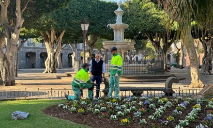 La Laguna embellece los jardines del centro histórico con más de 2.700 flores de temporada