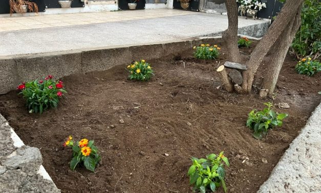  Parques y Jardines mejora las zonas ajardinadas del Cementerio de Tasarte