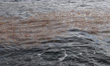 Santa Cruz hace seguimiento de las algas aparecidas este jueves en la costa chicharrera