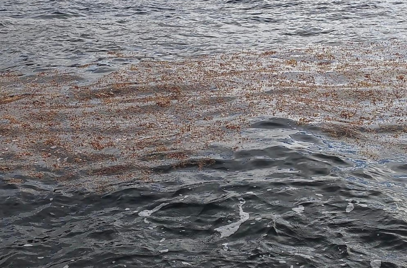 Santa Cruz hace seguimiento de las algas aparecidas este jueves en la costa chicharrera