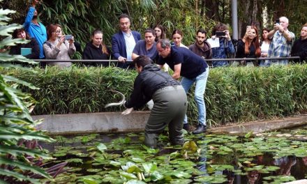 Santa Cruz suelta ocho anguilas en el parque García Sanabria para erradicar los cangrejos de río