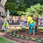 Más de 2.500 flores embellecerán esta primavera los parques y jardines del centro histórico de La Laguna
