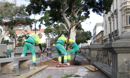 El Ayuntamiento de Las Palmas  avanza en el plan de recuperación de la Alameda de Colón con nueva plantación