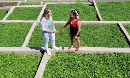 La Concejalía de Agricultura hace un llamamiento a los productores teldenses para participar en las Jornadas del Berro 2025