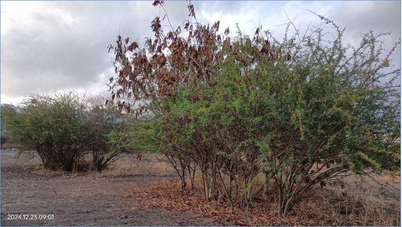 Turcón alerta de la invasión de la planta exótica Acacia farnesiana en el Barranco Real de Telde