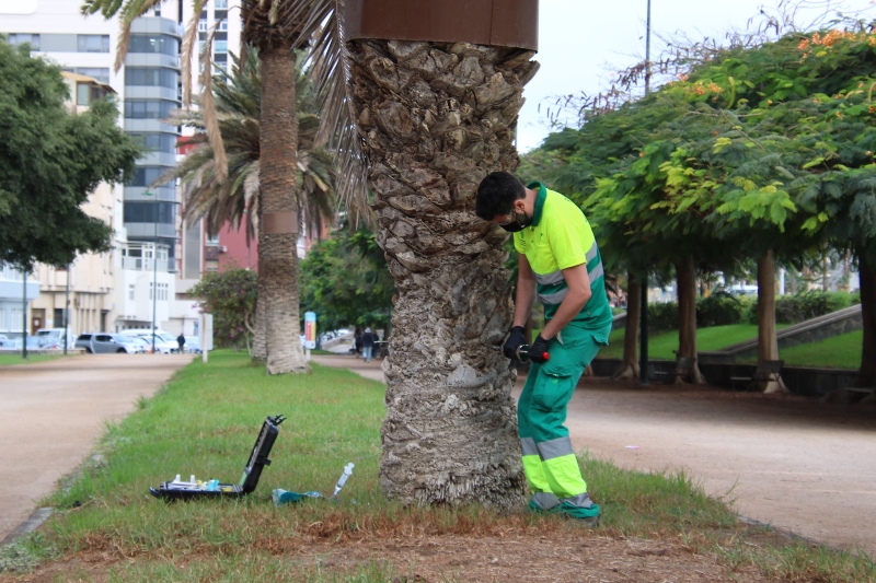 El Ayuntamiento de Las Palmas pone en tratamiento 1.800 palmeras para luchar contra la diocalandra