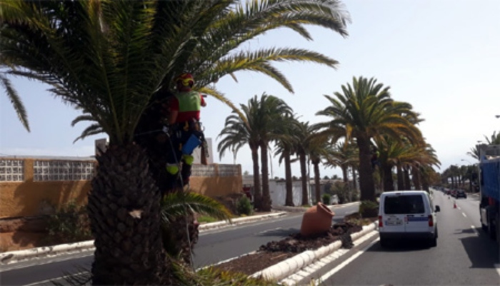 Parques y Jardines de  Telde realiza podas en la Avenida del Cabildo