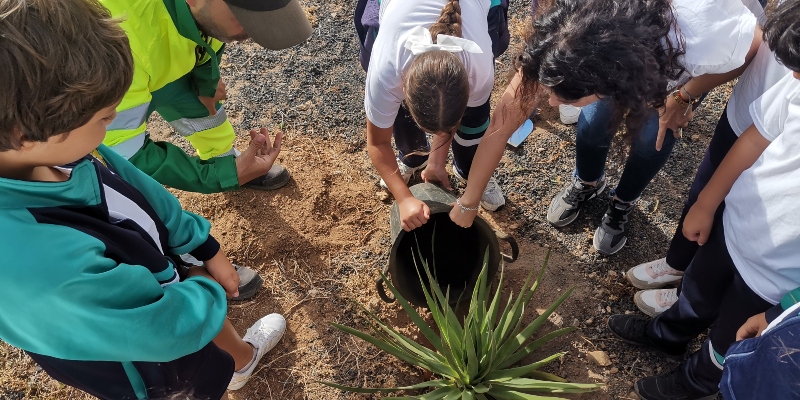 El Ayuntamiento de Agüimes colabora con el alumnado en la plantación de dragos en el Colegio Doramas