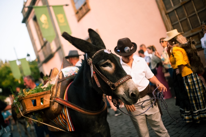 La Laguna exhibe las razas autóctonas canarias en su tradicional Noche de los Burros