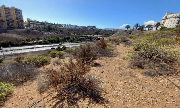 El Ayuntamiento de Las Palmas licita la renaturalización del Barranco de La Ballena dentro del Corredor Verde