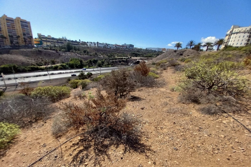 El Ayuntamiento de Las Palmas licita la renaturalización del Barranco de La Ballena dentro del Corredor Verde