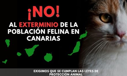 El que Telde tenga su propio Plan de Gestión de las colonias felinas impedirá el sacrificio de cientos de gatos en nuestra ciudad