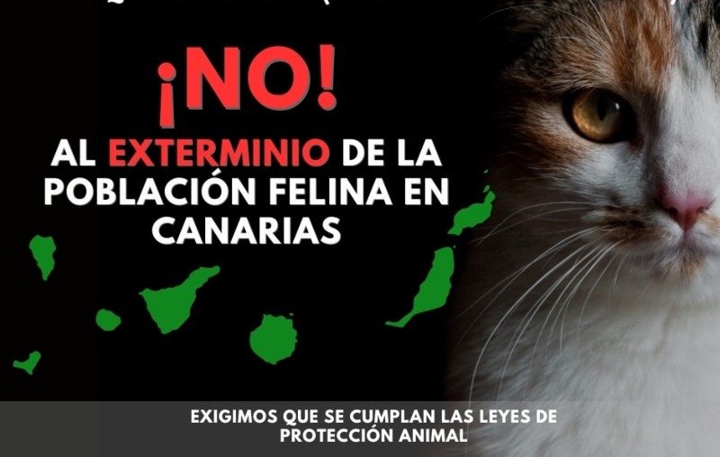 El que Telde tenga su propio Plan de Gestión de las colonias felinas impedirá el sacrificio de cientos de gatos en nuestra ciudad