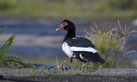Parques y Jardines pide colaboración ciudadana para identificar a los agresores de los patos del parque de  las Mil Palmeras