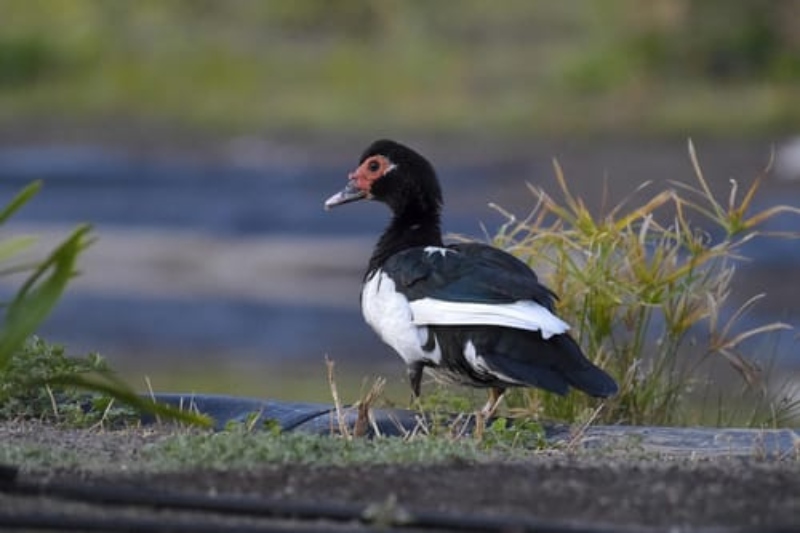 Parques y Jardines pide colaboración ciudadana para identificar a los agresores de los patos del parque de  las Mil Palmeras