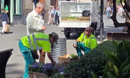 La Laguna embellece sus plazas con la plantación de 2.800 flores de temporada
