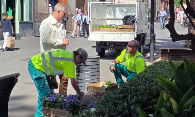 La Laguna embellece sus plazas con la plantación de 2.800 flores de temporada