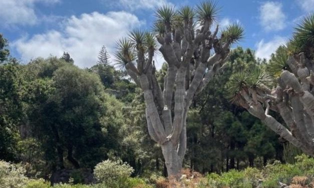 Segunda ruta vecinal para conocer los árboles de Jinámar